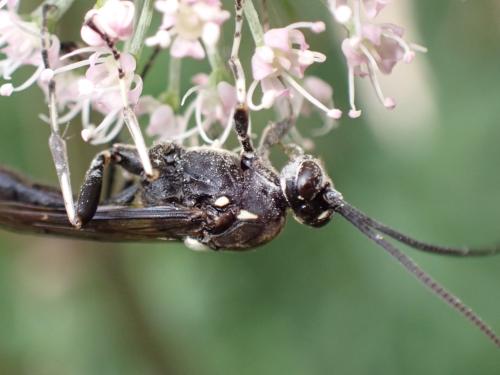 Coelichneumon deliratorius